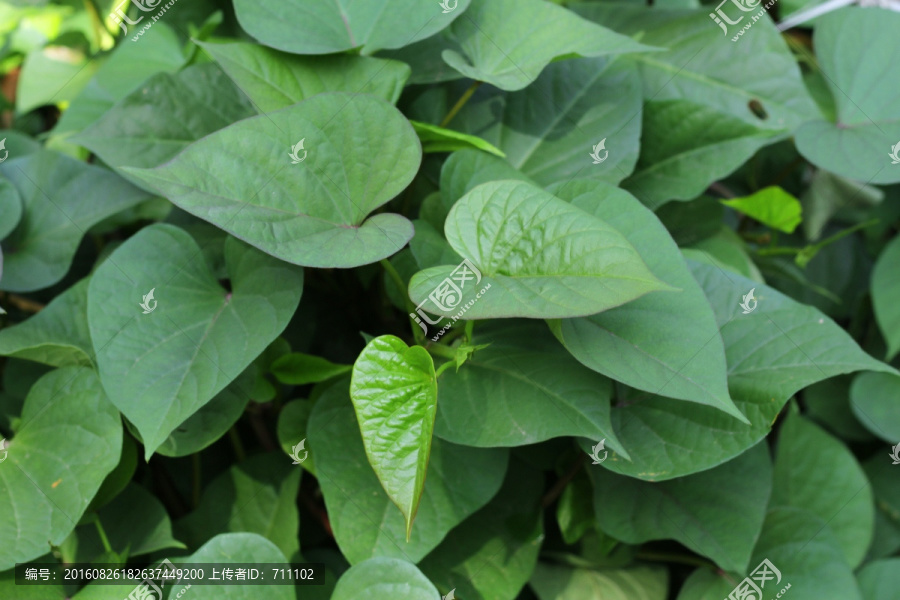 绿色植物