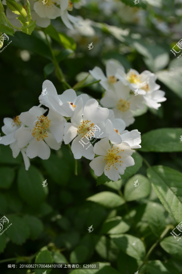 成片小白花