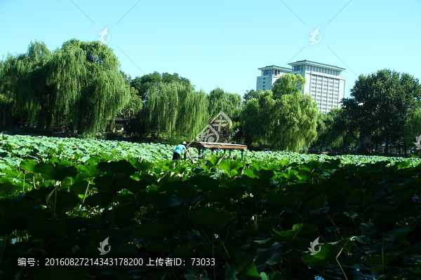 荷花池