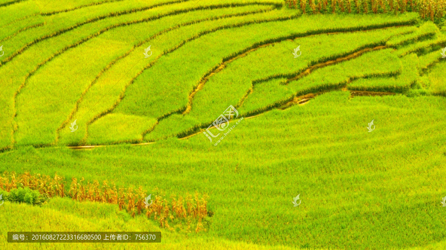 稻田,梯田,青林