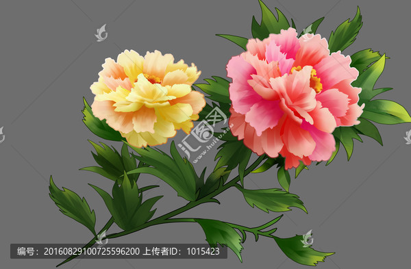 牡丹花
