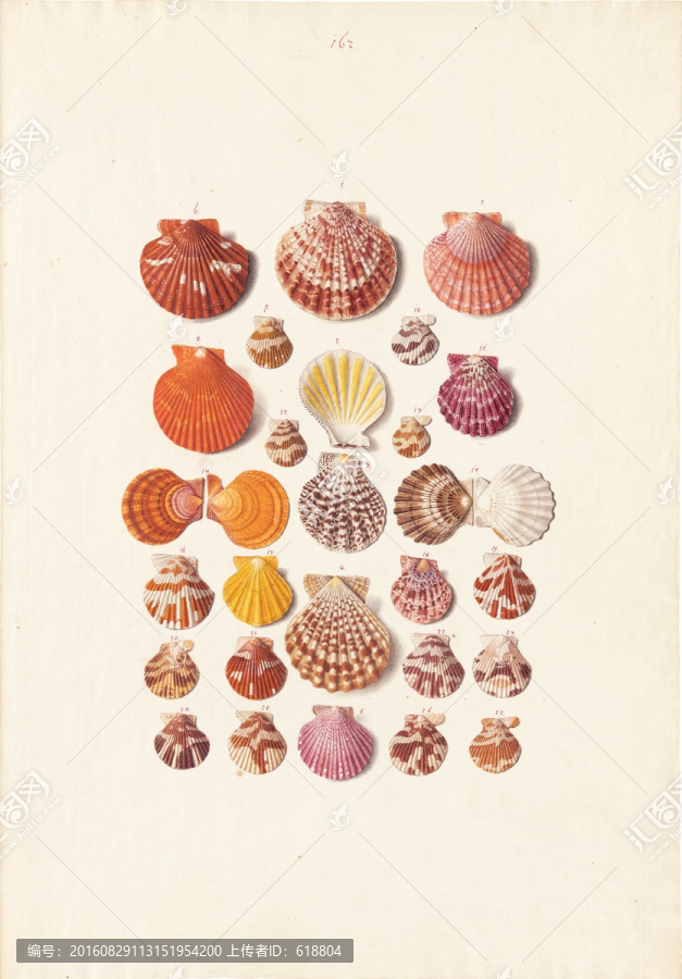 地中海海螺装饰画