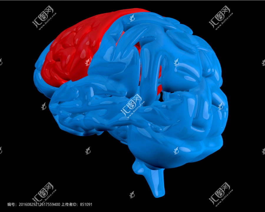 蓝脑与突出的大脑