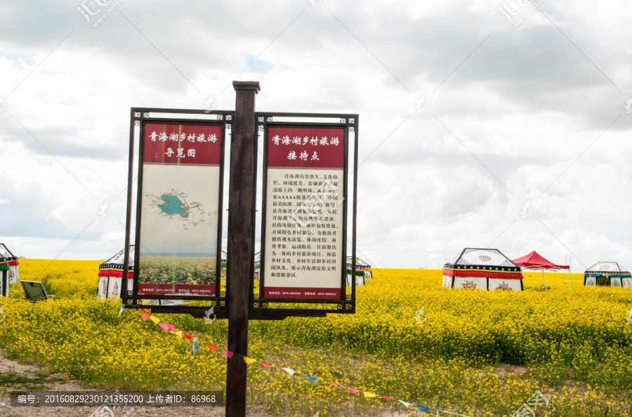 青海油菜花