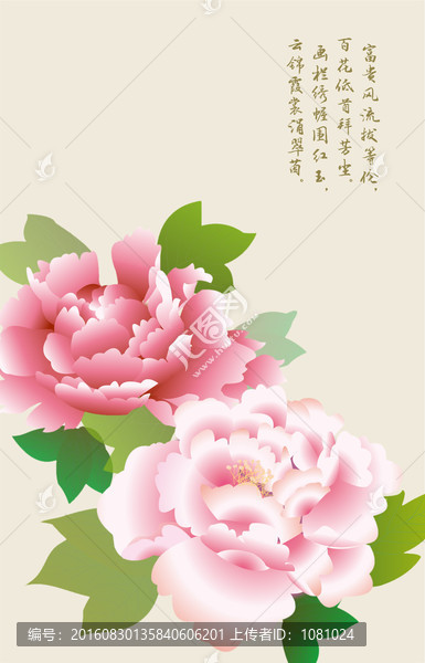 牡丹花