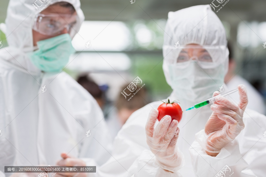 注射西紅柿的的學(xué)生