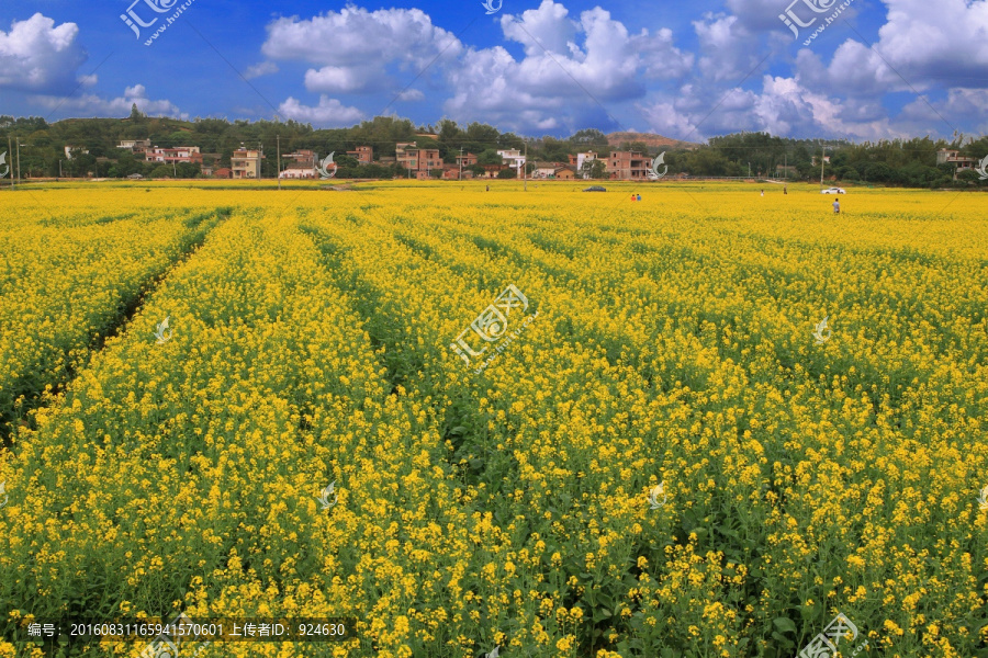 惠州观音阁油菜花基地