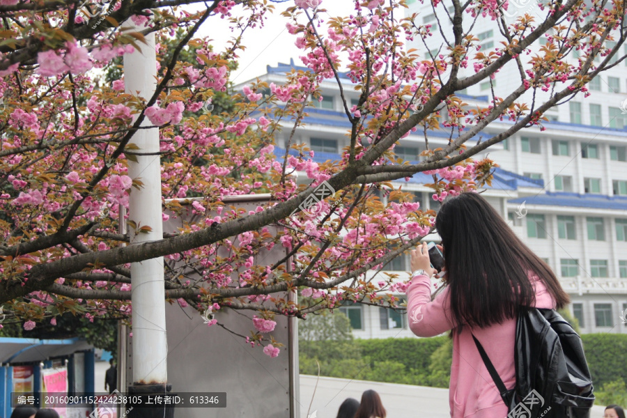 湖北民族学院校园樱花