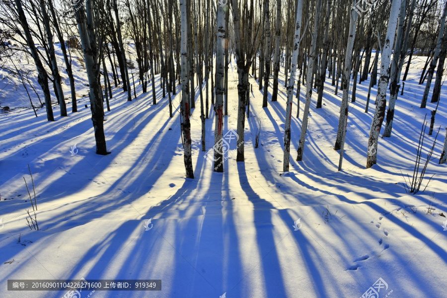 雪后的树影