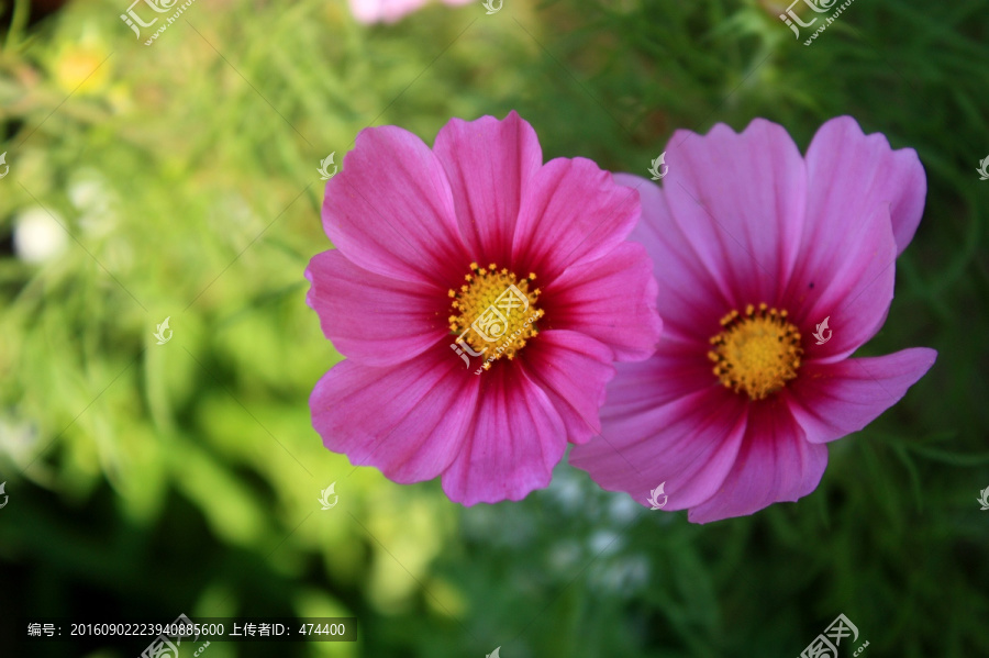 格?；?粉色,花朵