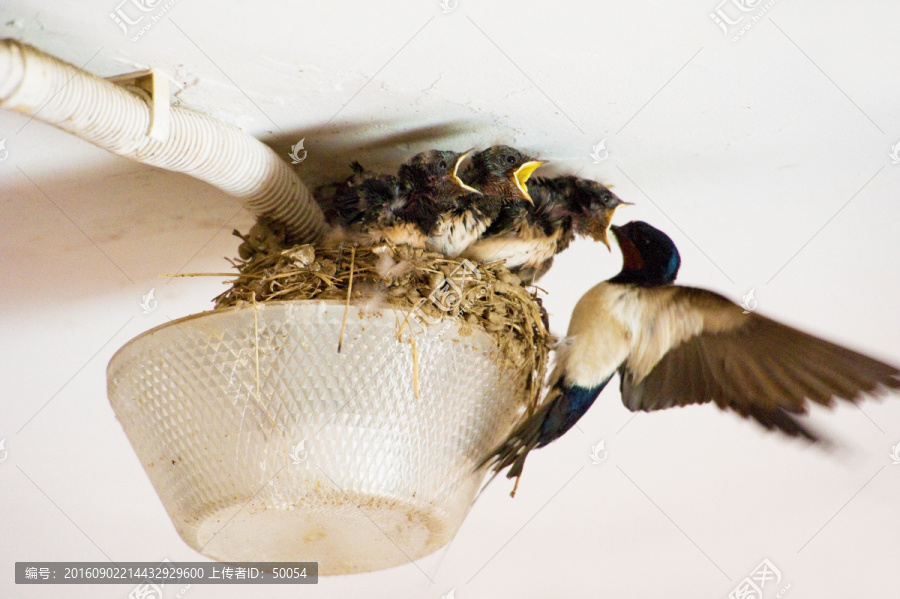 燕子喂食