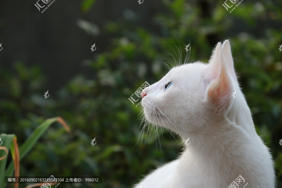 白色,猫猫,宠物猫,波斯眼