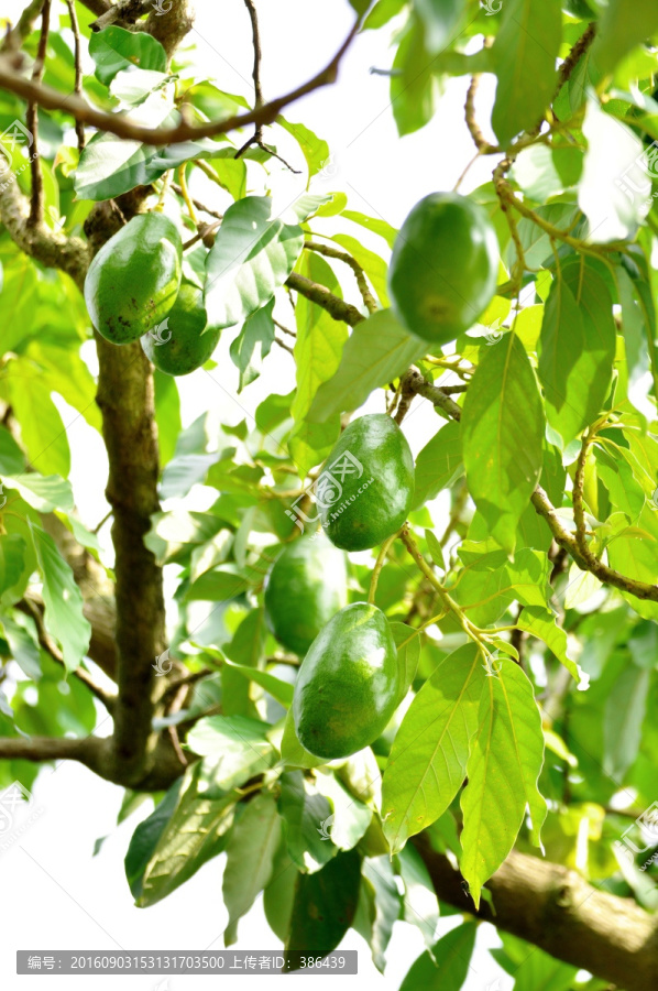 鳄梨,油梨