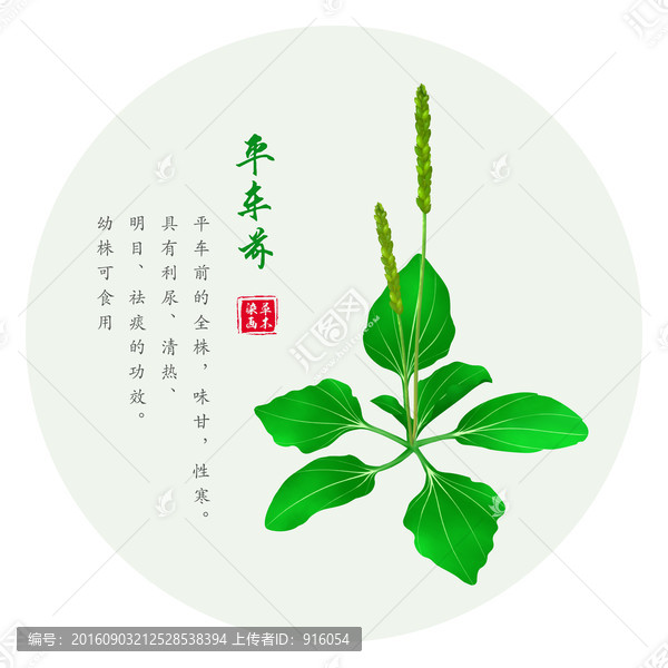 手繪車前草