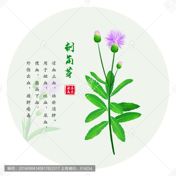 手繪小薊,手繪刺兒菜