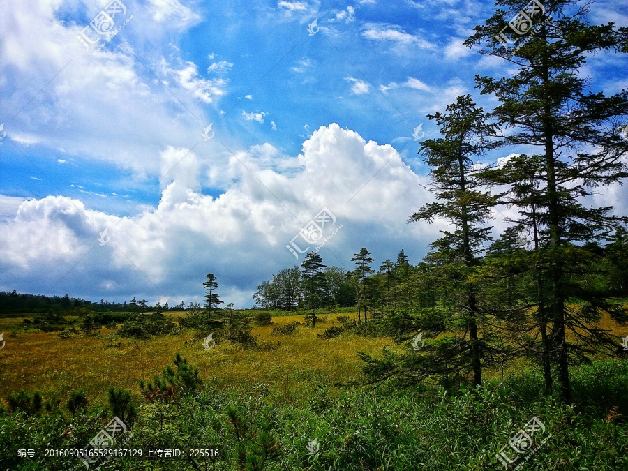 高山湿地