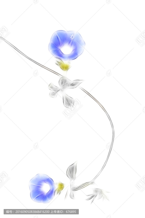 唯美的紫色朝顏花