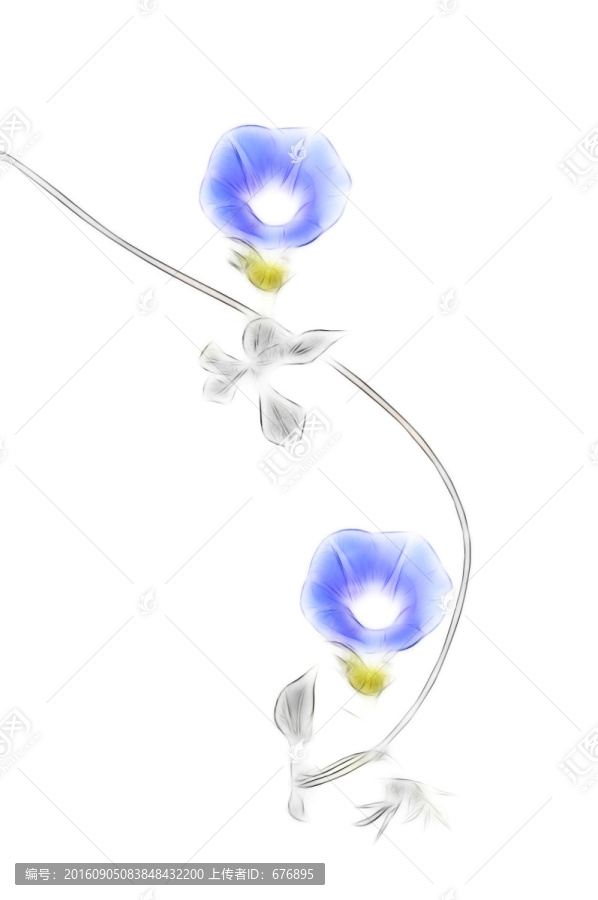 兩朵紫色喇叭花