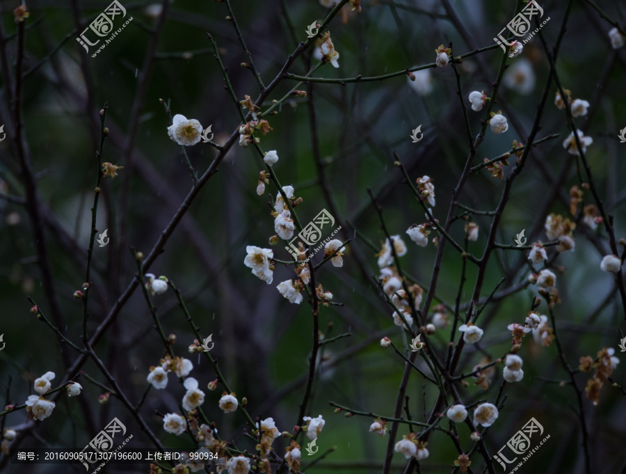 梅花