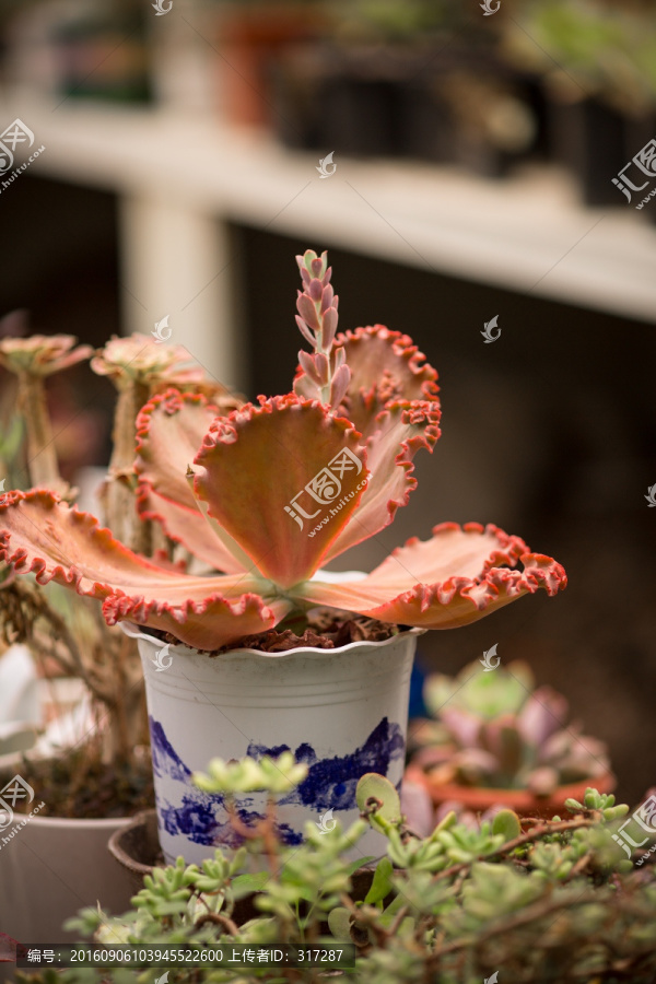 多肉植物