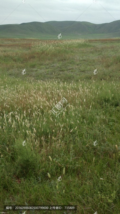 荒野