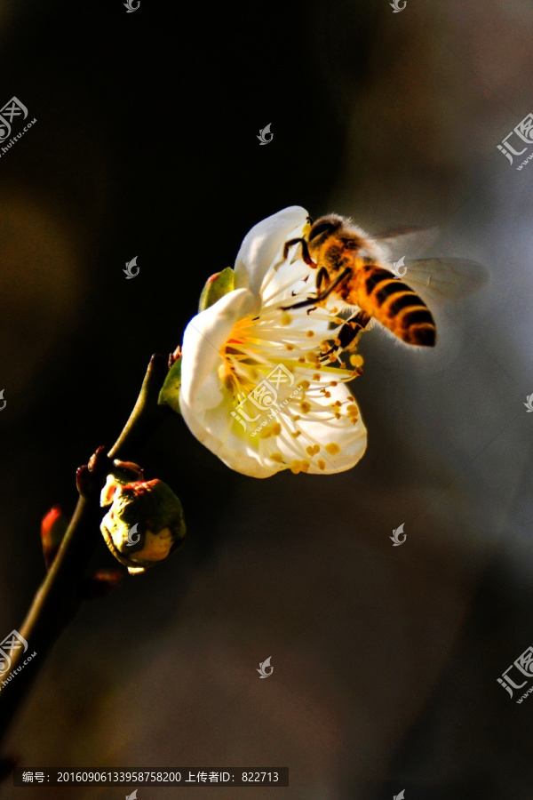 蜜蜂,梅花