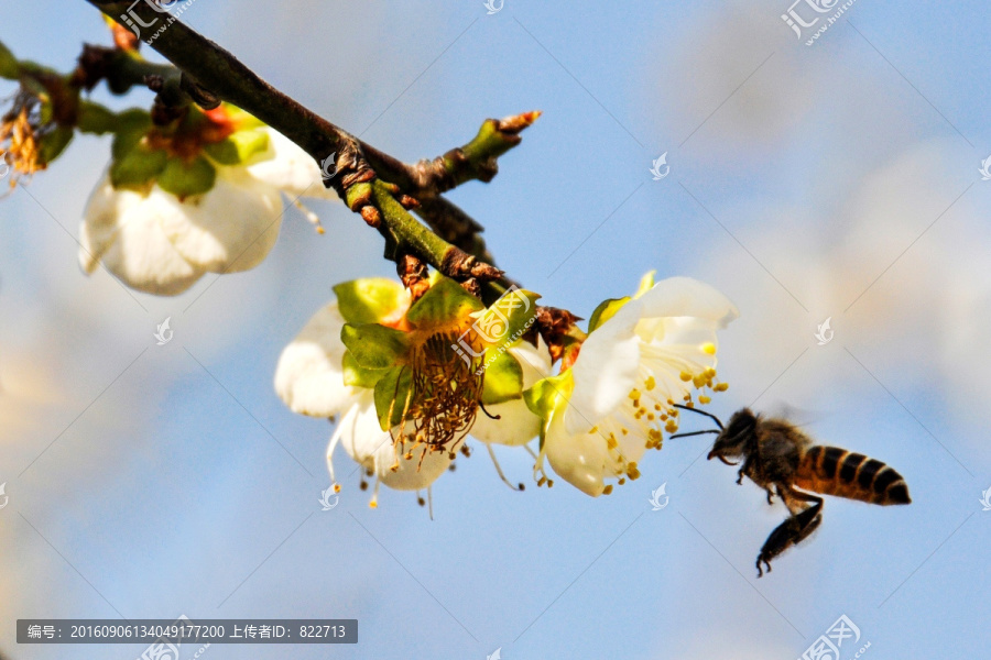 蜜蜂,梅花