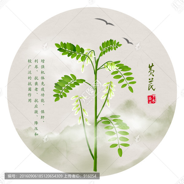 手繪黃芪,綿芪