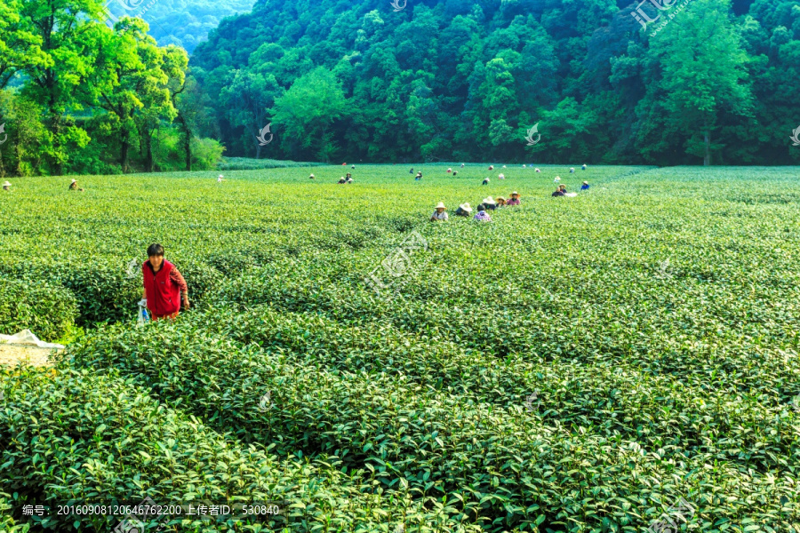 杭州西湖龙井村