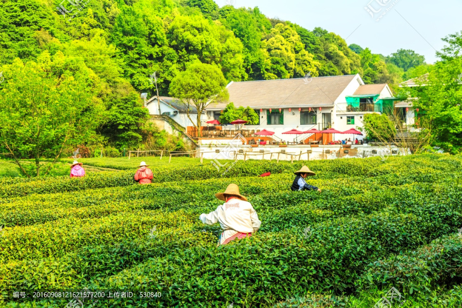 茶山