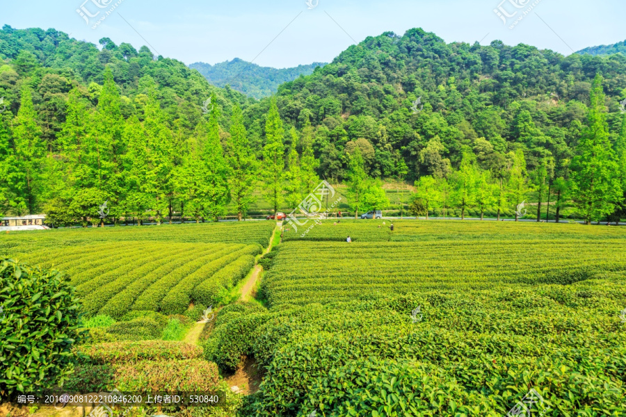 茶山