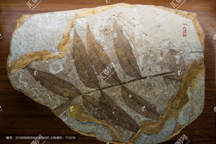 阔叶植物化石