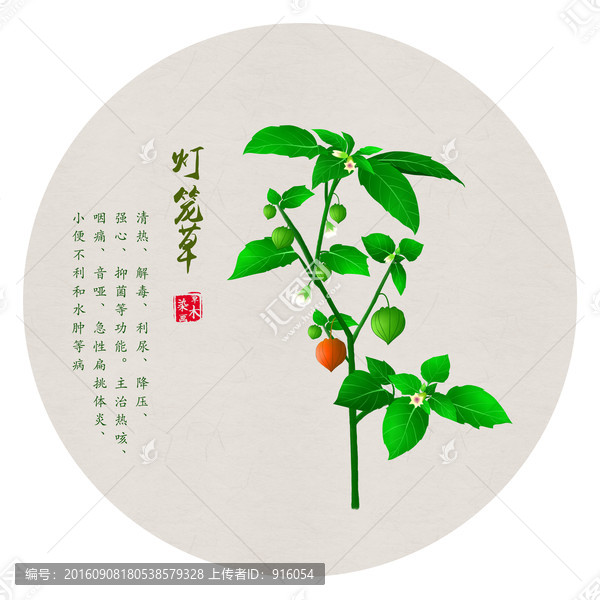 手繪燈籠果,手繪酸漿