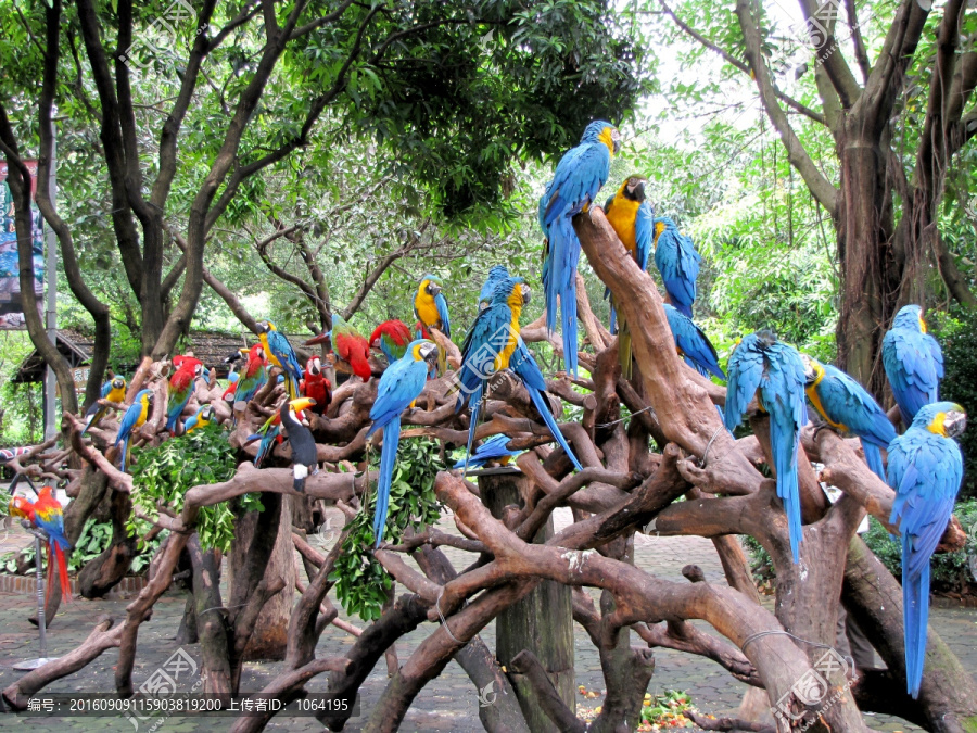 香江长隆野生动物世界,彩色鹦鹉