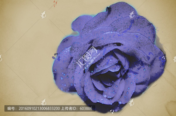 紫色玫瑰