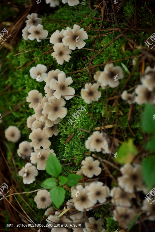 鸡枞花