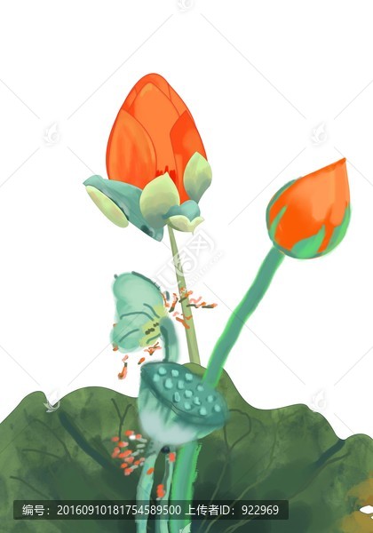 荷葉,荷花,荷苞