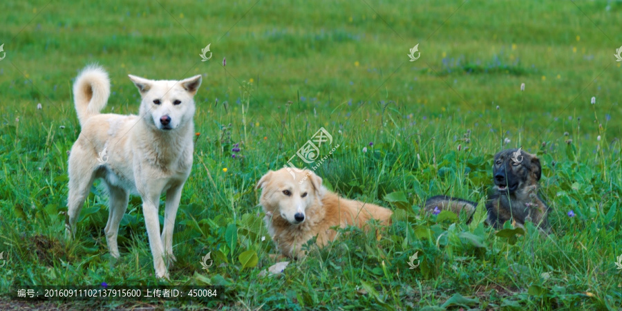 牧羊犬