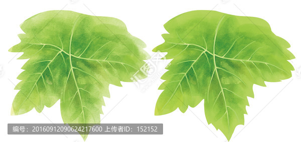 葡萄葉子素材