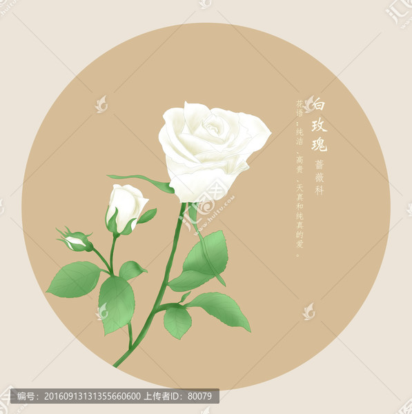 白玫瑰
