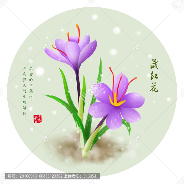 手繪藏紅花,番紅花