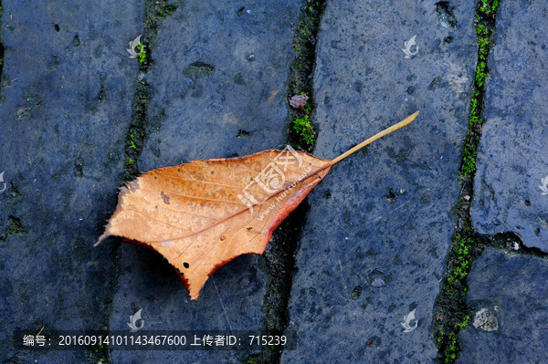 青砖地面上的落叶