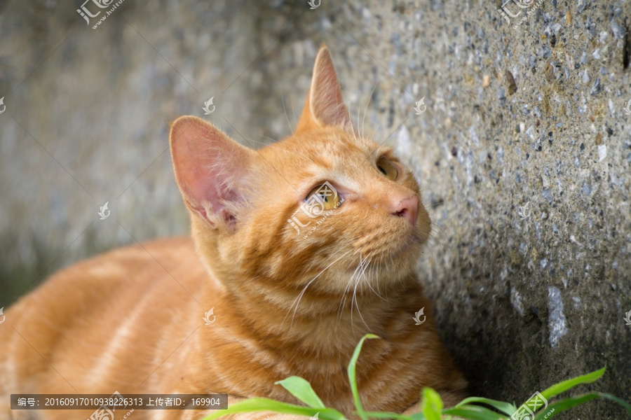 猫,城市中的猫