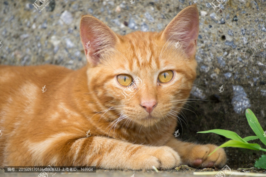 猫,城市中的猫