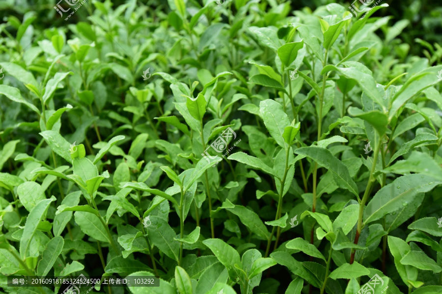 生长中的龙井茶叶,绿茶