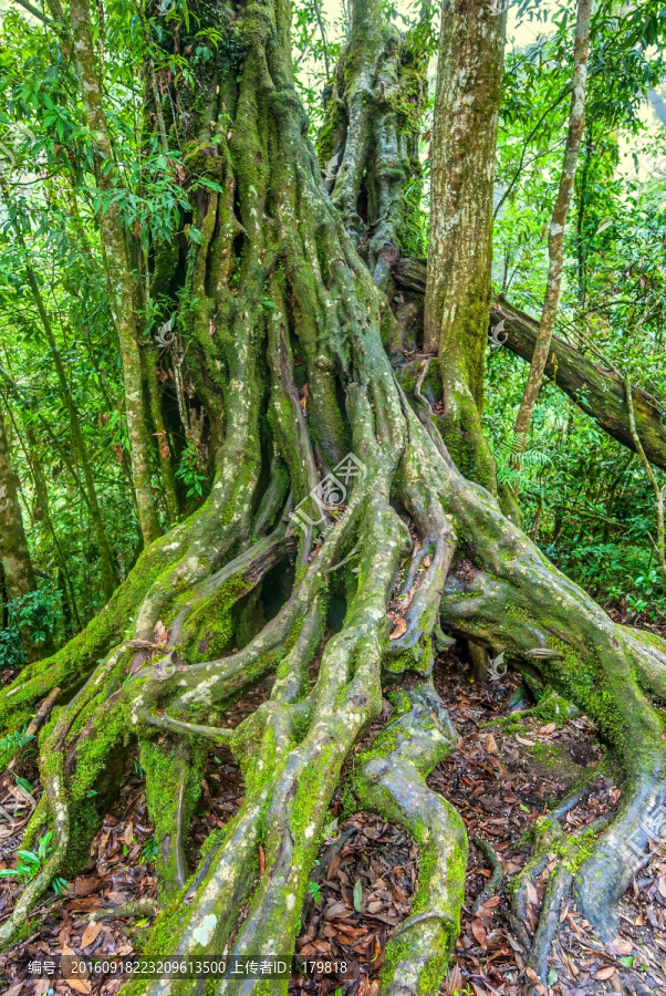 树根,大树