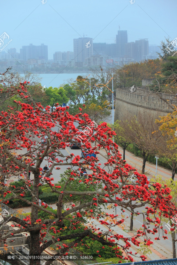 惠州古城墻下的紅木棉花開