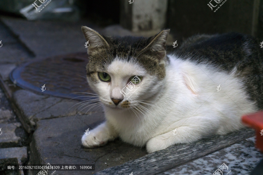 城市里的猫