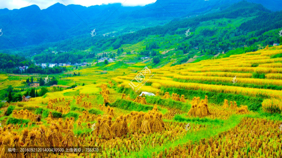 梯田,稻谷