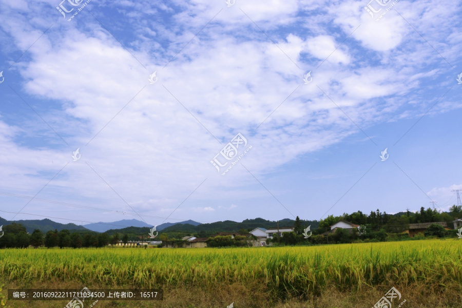 乡村,田野